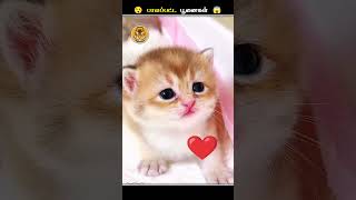 பூனைகளோட கண்கள்ல எதனால இத Apply பண்றாங்க  Cat Eye Ointment  Animal Voiceover Tamil [upl. by Vikki]