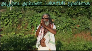 அல்சருக்கு அம்மன் பச்சரிசி அபூர்வ மூலிகை [upl. by Romola]