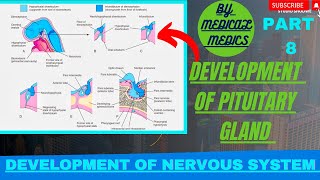 Development of Pituitary Gland  Development of Nervous System  CNS Embryology [upl. by Mosa]