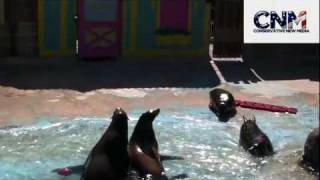 Seals and Sea Lions Swimming Around amp Sun Bathing in 1080P High Definiton [upl. by Janerich]