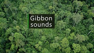 Gibbons and birds  Wildlife sounds from the Borneo rainforest [upl. by Horner428]