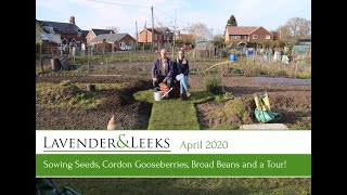 Lavender and Leeks Allotment  April 2020  Sowing Cordon Gooseberries Broad Beans and a Tour [upl. by Seward565]