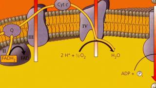 Oxidative Phosphorylation [upl. by Laius495]