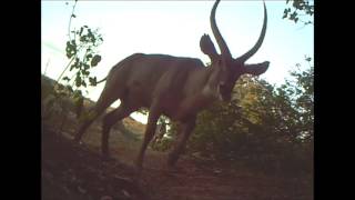 Diurnal Animals Sniff Out Ezulwinis Hidden Camera [upl. by Eveam]