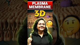 Plasma Membrane 3D PW Structure [upl. by Hunger]