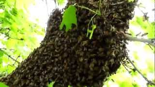 Understanding Honey Bee Swarms [upl. by Casavant]