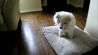 Adorable Samoyed Puppy [upl. by Otho]