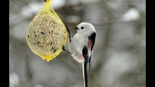 Aegithalos caudatus  Die Schwanzmeise und ihr Gesang [upl. by Kling]