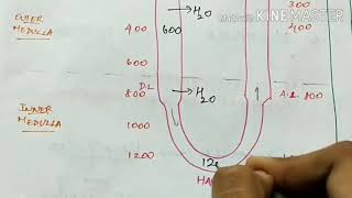 counter current mechanism  physiology  easy handwritten notes [upl. by Aibos640]