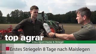 In 8 Tage junger Maissaat striegeln  so gehts Videoreport Teil 2 Striegel amp Hacke [upl. by Ahola]