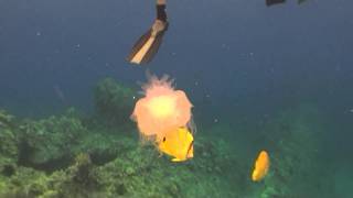 Jellyfish at Makena Landing on Maui [upl. by Broucek209]