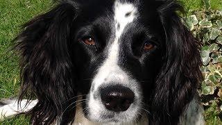 Why To Get An English Springer Spaniel [upl. by Aihsaei]