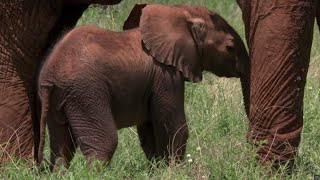 Tranquilized Elephant Mother Risks Crushing Her Baby  BBC Earth [upl. by Airetas]