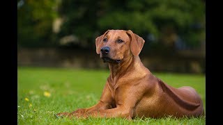 Top 10 Facts about Rhodesian Ridgeback [upl. by Nerrad]