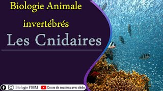 Biologie Animale des Invertébrés  Les Cnidaires [upl. by Nodab125]