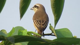 Bird Calls Brown Shrike Calls [upl. by Beitnes]