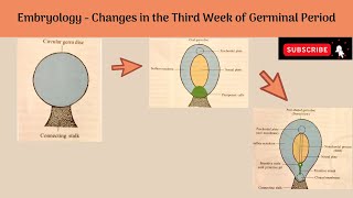 Changes in the Third Week of Germinal Period Changes in the Embryonic Disc amp Trophoblast Notochord [upl. by Dhruv350]