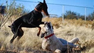 Doberman takes on Kangal  Two breeds playing hard [upl. by Llerad536]