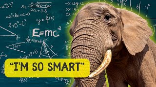 How Smart Are Elephants [upl. by Aivatra]