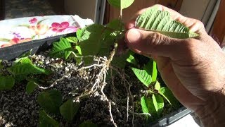 Propagating Poinsettias for the Holidays Part 2 [upl. by Griffin125]