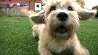 Dandie Dinmont Terriers  Bests of Breed [upl. by Kcolttam]