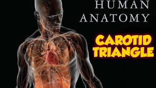 CAROTID TRIANGLE  GENERAL ANATOMY  ANTERIOR TRIANGLES OF NECK [upl. by Coray]