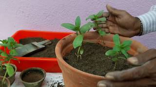 জিনিয়ার পটিং ও পরিচর্যাZinnia is the Best Flower in Summer [upl. by Ethelinda]