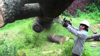 TOP 10 Most Dangerous Biggest Tree Felling Cutting Down with Chainsaw Machine EP 2 [upl. by Gredel783]