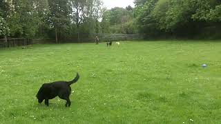 Shepherds Moo amp Tinkerbelle with Josie Lab amp Nala Retriever DogtrainersUK [upl. by Whiteley]