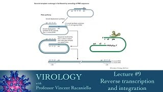 Virology 2014 lecture 9  Reverse transcription and integration [upl. by Wight209]