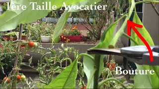 1ère taille dun avocatier de 3 ans [upl. by Yllen]