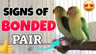 PAANO MALALAMAN KUNG BONDED PAIR NA ANG IYONG IBON  SIGNS OF BONDED PAIR IN AFRICAN LOVEBIRDS [upl. by Navinod]