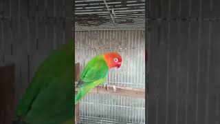 ciri lovebird jantan lagi birahi tinggi [upl. by Pieter]