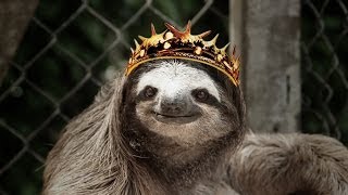 Sloths sing GAME OF THRONES theme [upl. by Genni69]