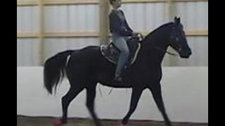 The Gaited Horse Gait Spectrum [upl. by Cirdor]