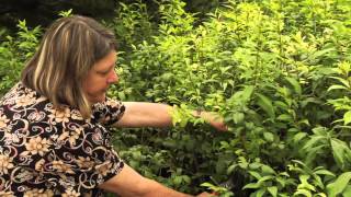 How to Prune Euonymus AlataBurning Bush Instructional Video w Plant Amnesty [upl. by Gaynor]