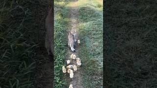 Kittens take care of chickens Cats are qualified hens😂Click below to watch the full version [upl. by Etteyafal]