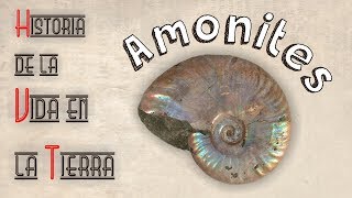 HVT Amonites mini documental [upl. by Ettennor40]