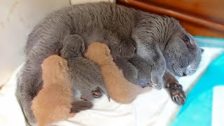 Tired Momma Cat Nursing Newborn Kittens  Kittens Life [upl. by Llennoc]