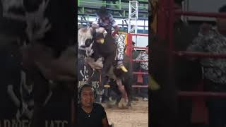 Cajón bajito  pretal de ixtle y espuela del Jinete resultados un buen espectáculo toros jaripeo [upl. by Naejeillib]