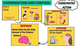 Control and Coordination class 10  Coordinated Action  Biology [upl. by Sivartal111]