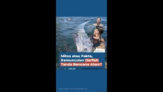 Mitos atau Fakta Kemunculan Oarfish Tanda Bencana Alam [upl. by Johnathan]