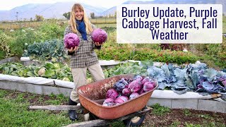 Burley Update Record Purple Cabbage Harvest Winters on the Way [upl. by Katharine97]