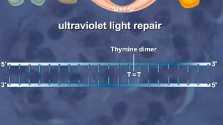 Nucleotide Excision Repair of the DNA HD Animation [upl. by Ennaul87]