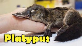 What Is A Platypus 10 Facts about the Platypus [upl. by Patti263]