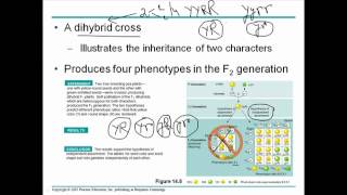 Mendelian genetics 3 [upl. by Critchfield881]