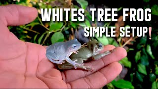 How To Create A Simple Enclosure For  Whites Tree Frogs 2024 [upl. by Merissa]