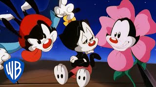 Animaniacs  What a Punderful World 🤡  Classic Cartoon Compilation  WB Kids [upl. by Pitt]