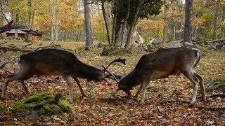 Fallow Deer Rut amp Closeup Fights 2017 [upl. by Harrow375]