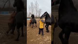 Best Wild Horses Mare Compilation of some Wild Horse Fights Video 190 [upl. by Ettenor]